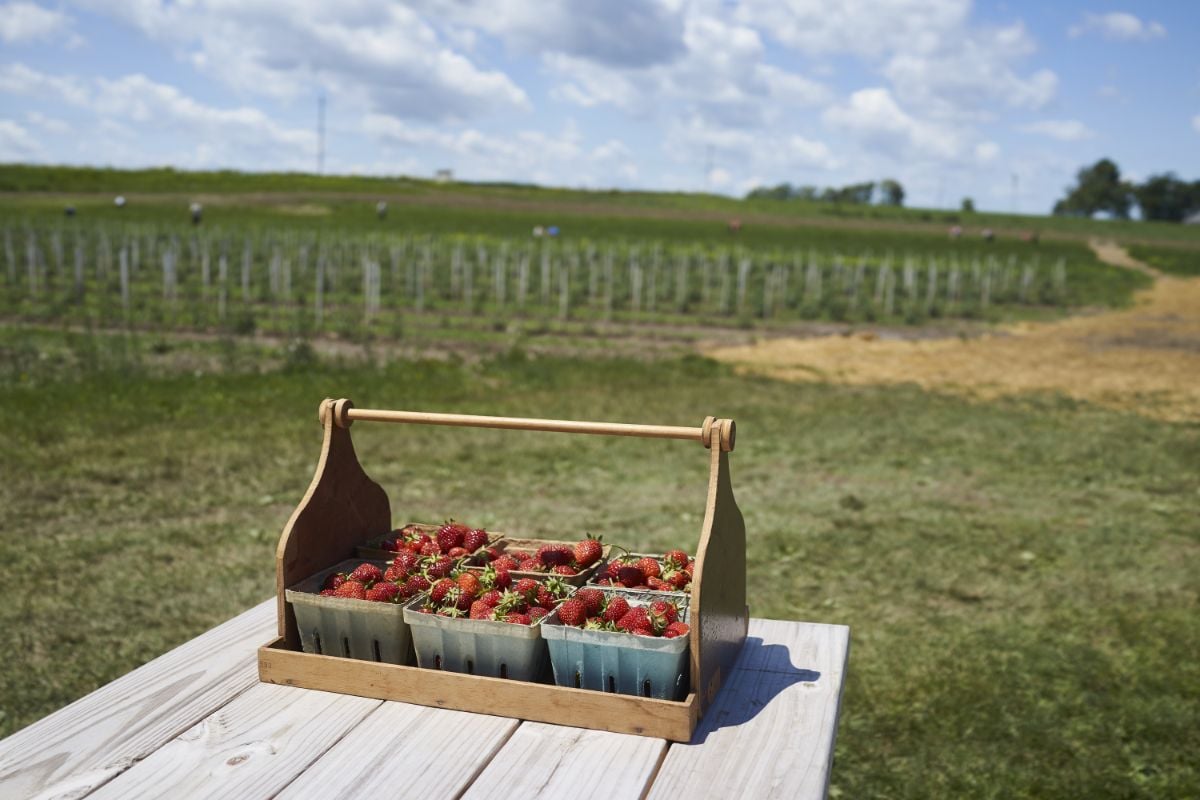 钱德勒草莓种植园和野餐桌。