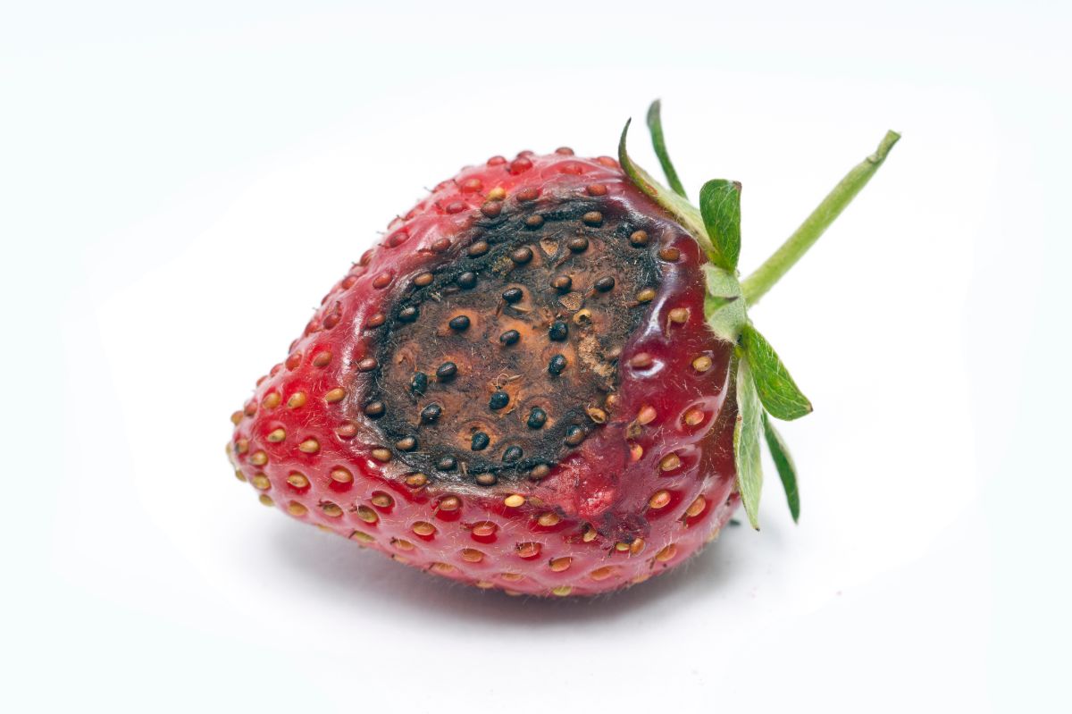 有炭疽病的草莓。