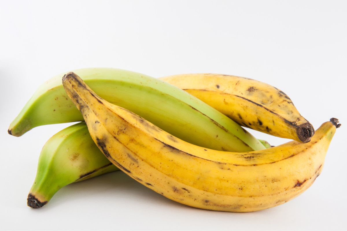 大蕉或绿香蕉(Musa x paradisiaca)孤立在白色背景。
