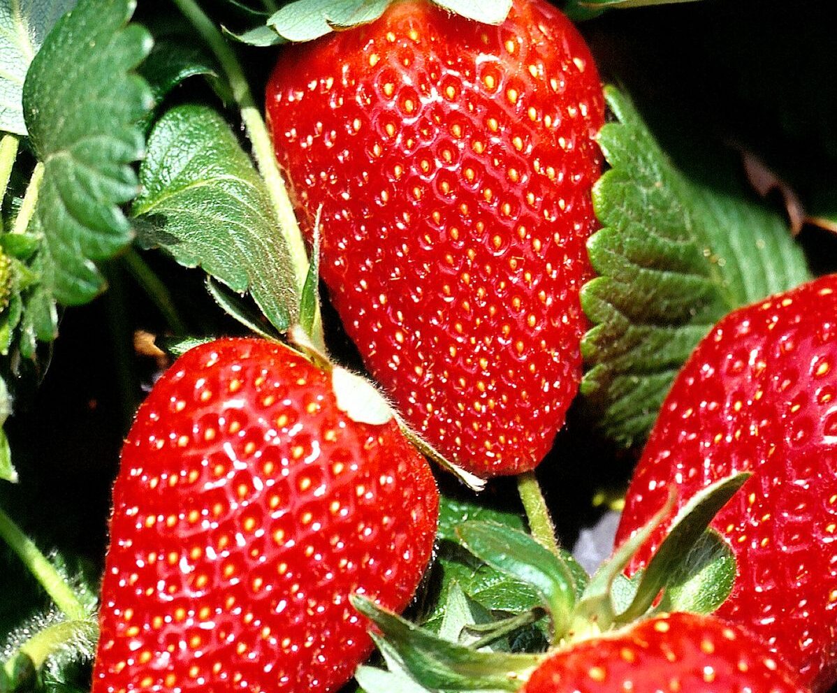 成熟草莓果实的特写照片。