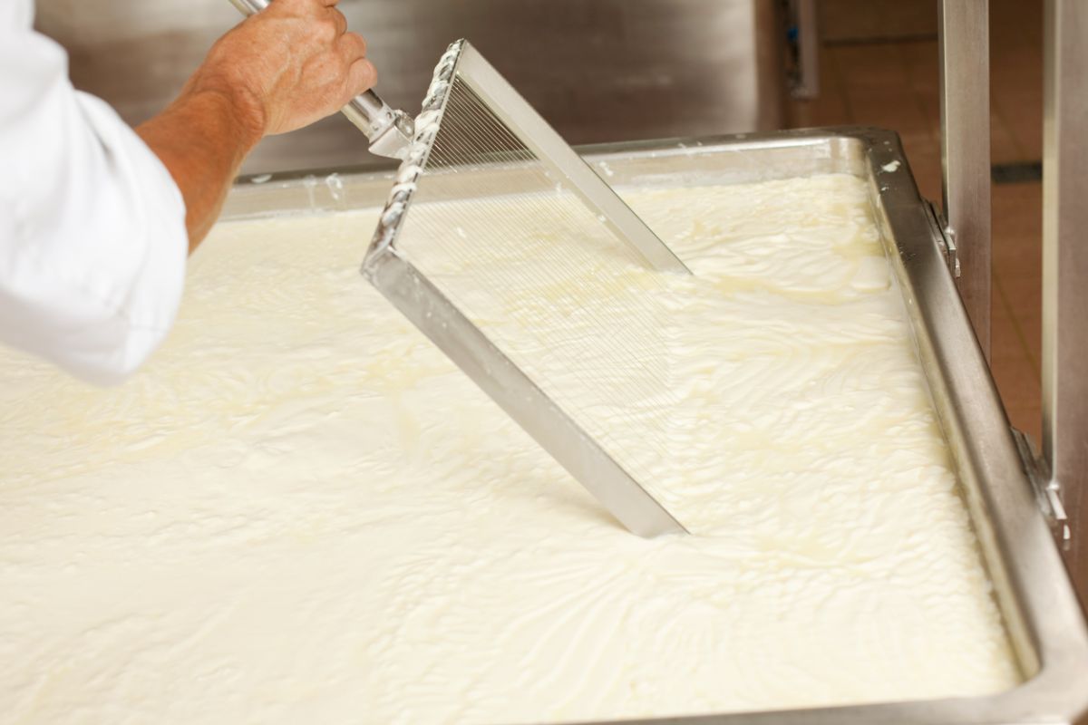 在制作奶酪时分离凝乳的人。