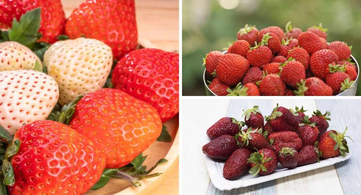 一幅不同品种草莓的拼贴画。