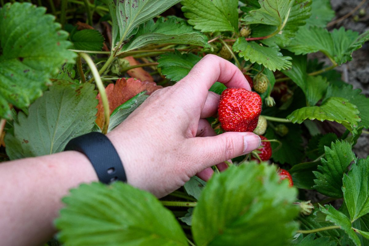 一个人拿起一个成熟的草莓。