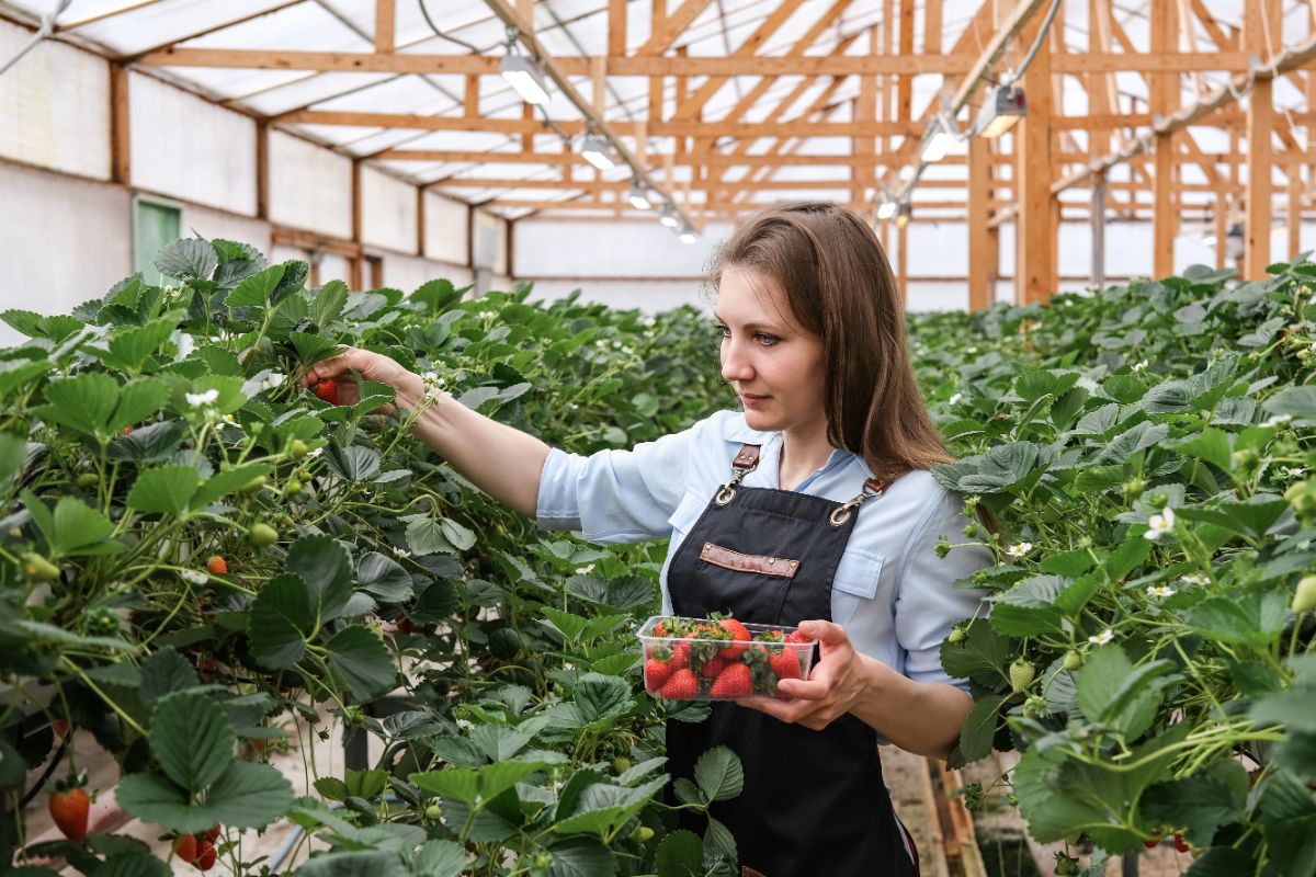 一个女人采摘草莓温室。