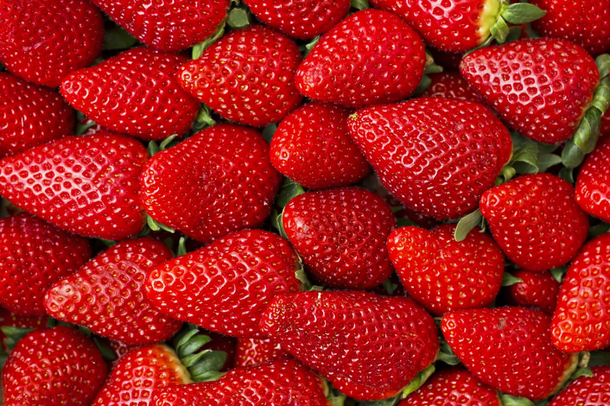 新鲜草莓收获展。