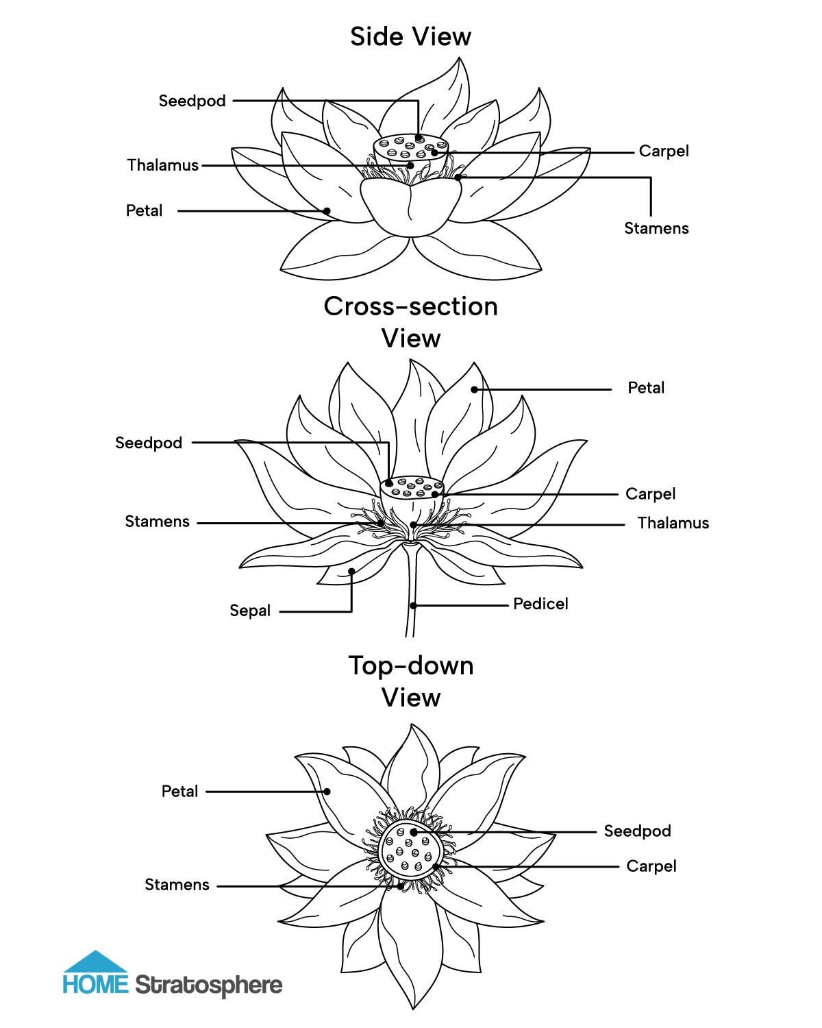 莲花解剖图