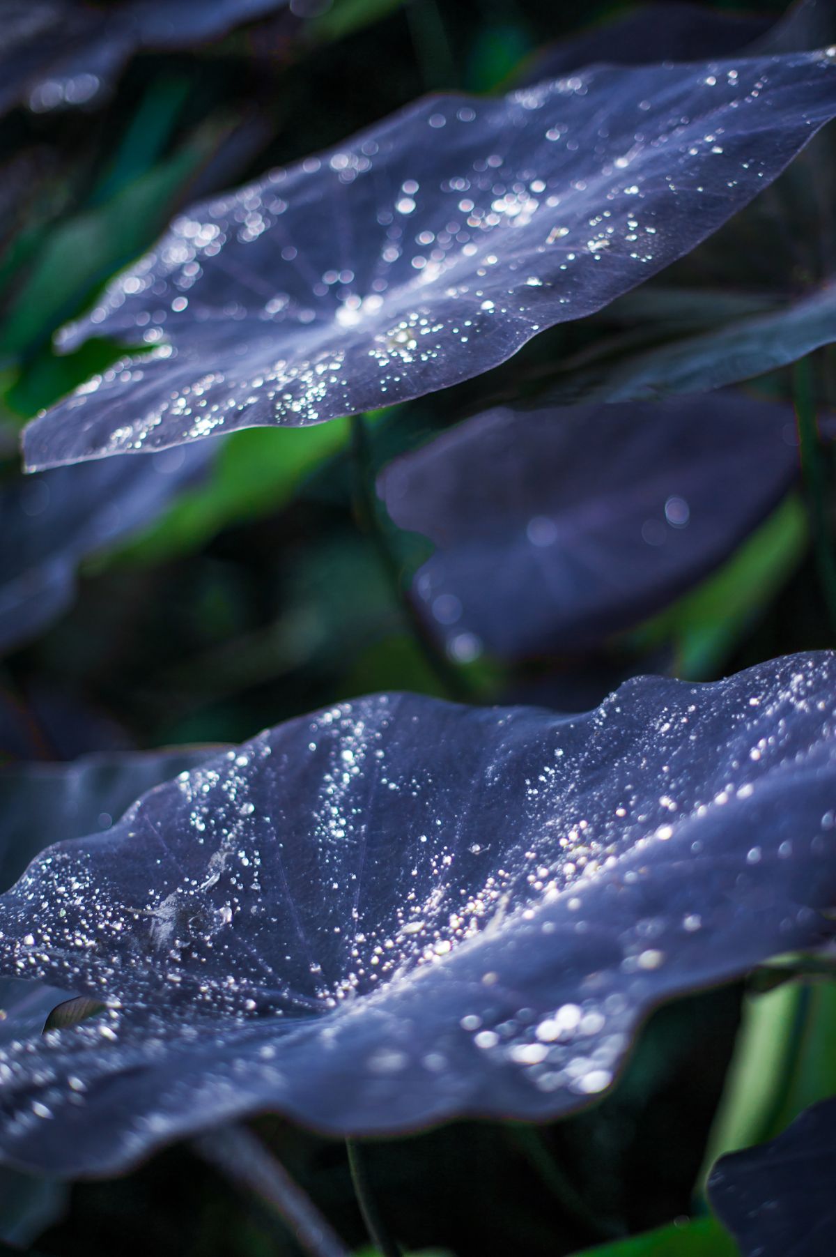 近距离图像惊人的黑魔法龙葵金属叶子