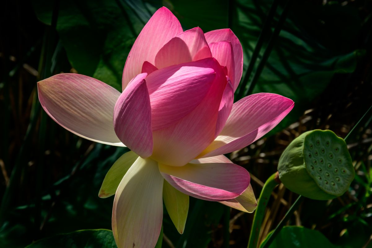 令人惊叹的亮粉色卡罗莱纳皇后莲花在阳光下