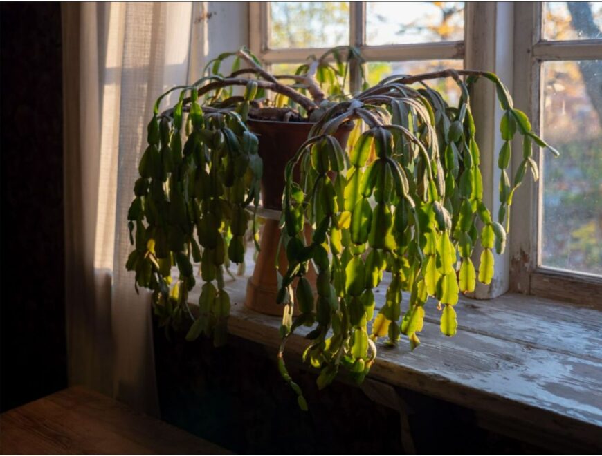 链仙人掌植物在花盆立在木窗户上。