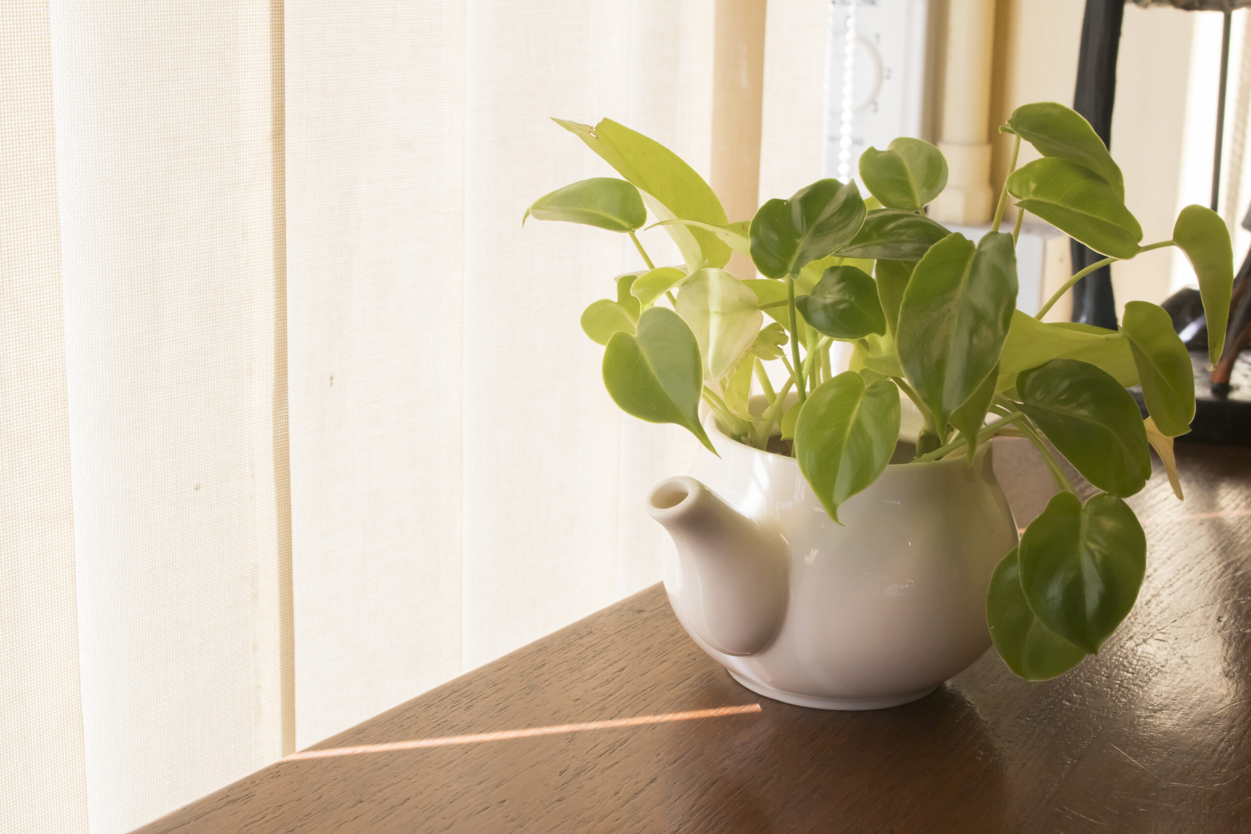 美丽的金色pothos植物坐在白色茶壶在窗台上