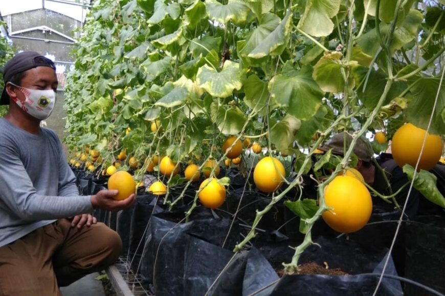 新鲜的马来西亚金兰卡威甜瓜正在花园里培育，等待农民收割。