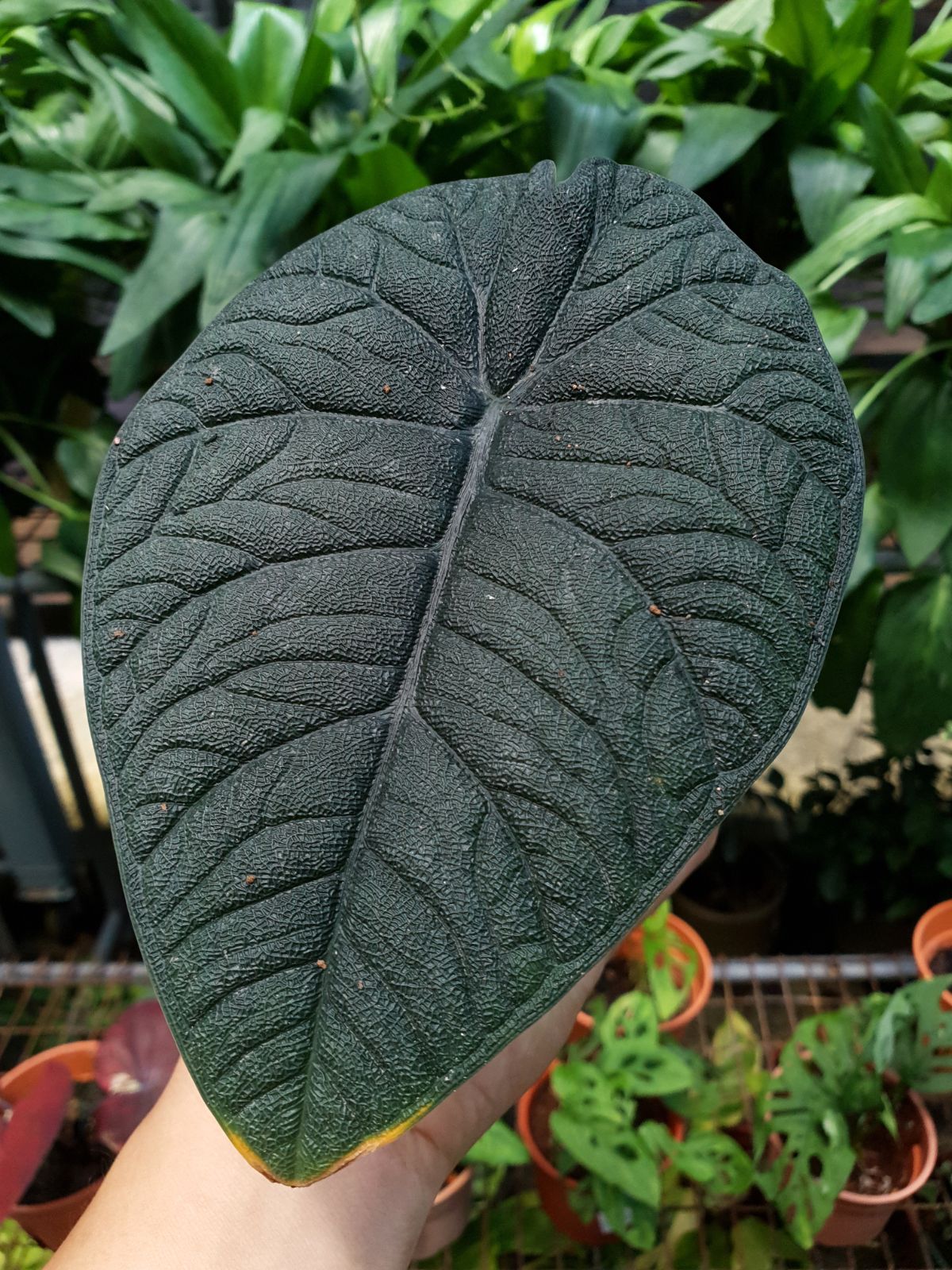 甜瓜属植物的巨大的黑色粗糙叶子