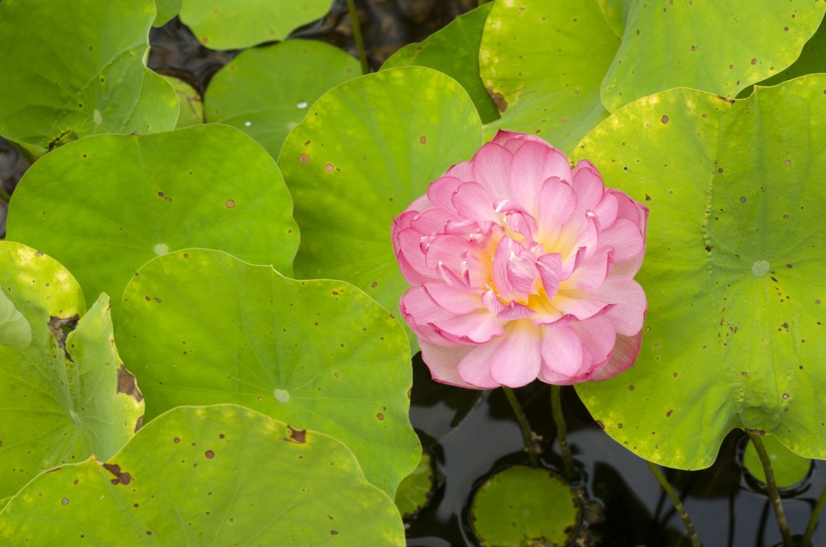 单一的华丽的momo botan莲花生长在池塘