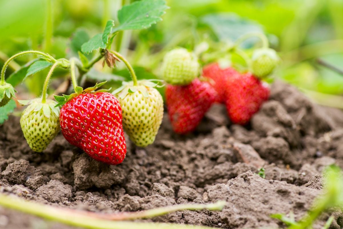 小型草莓植物，果实成熟。