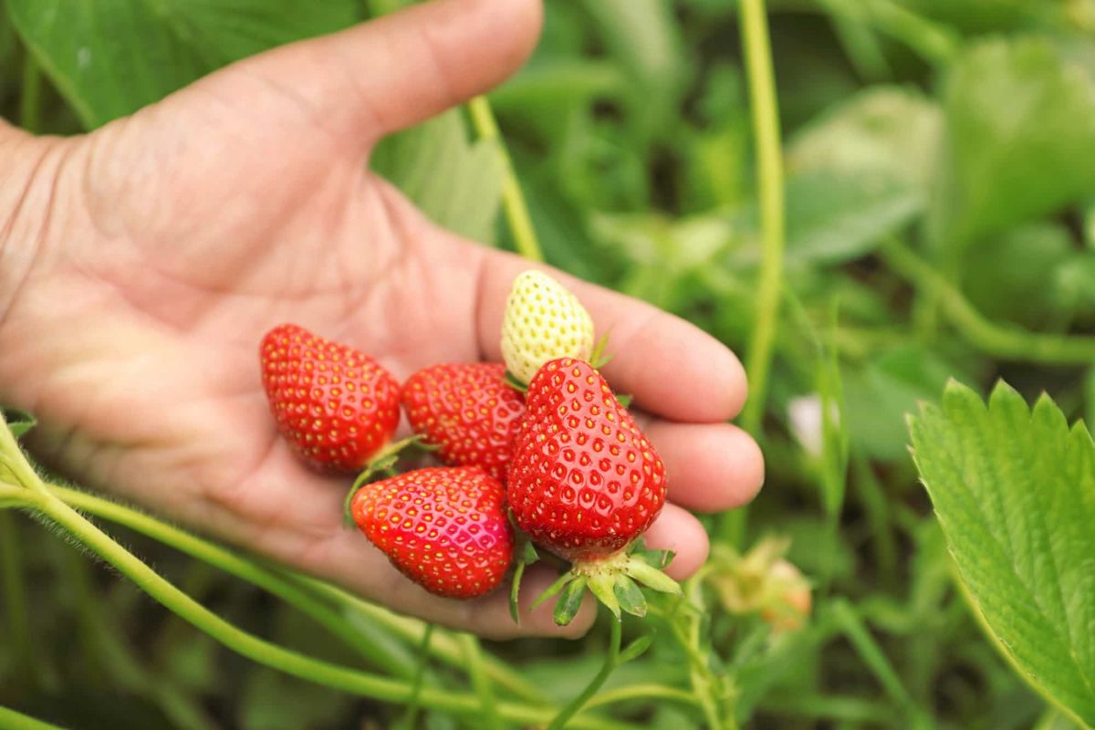 园丁手里拿着5个刚摘下来的草莓