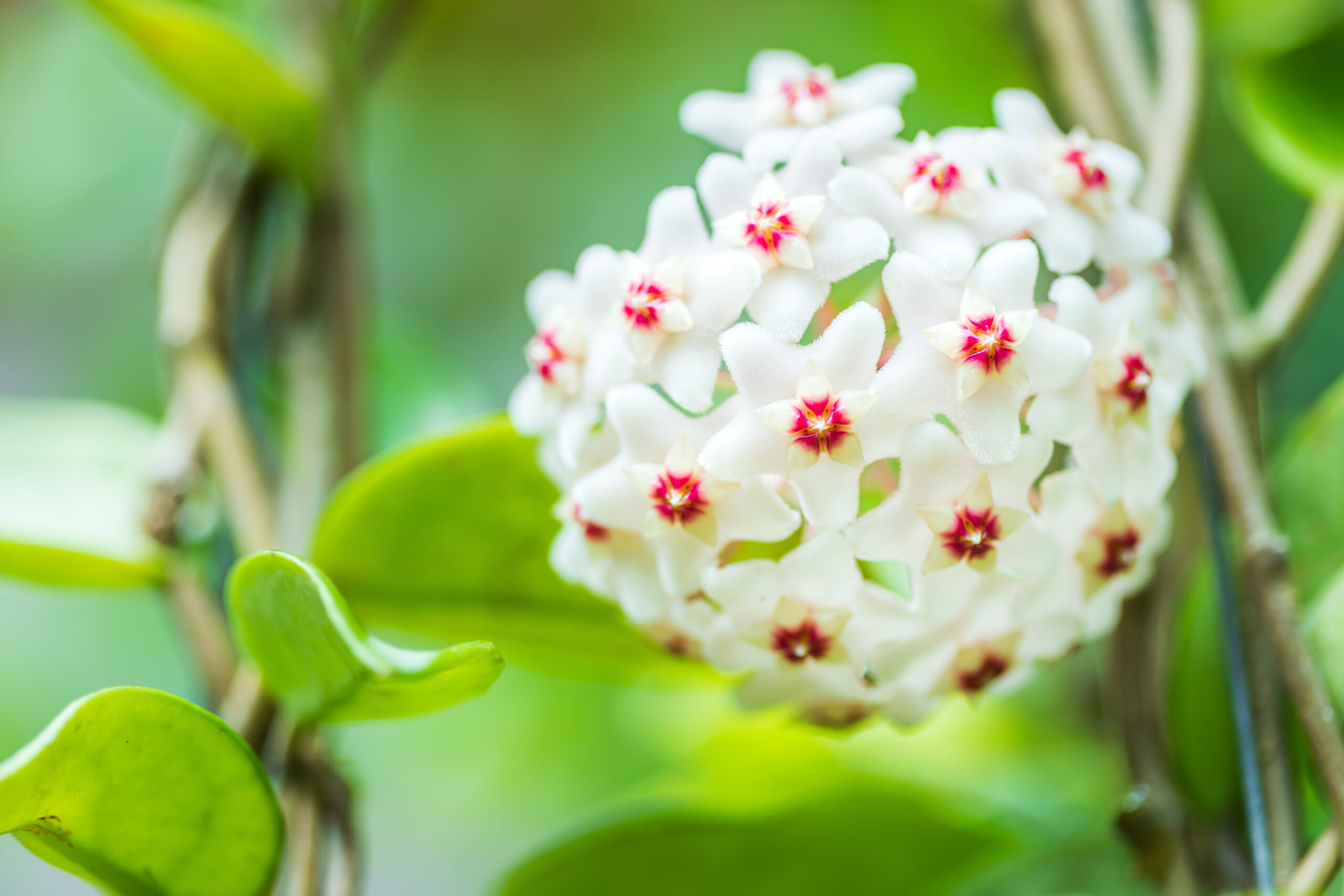 集群蜡白色花朵的植物栽培与光滑的叶子