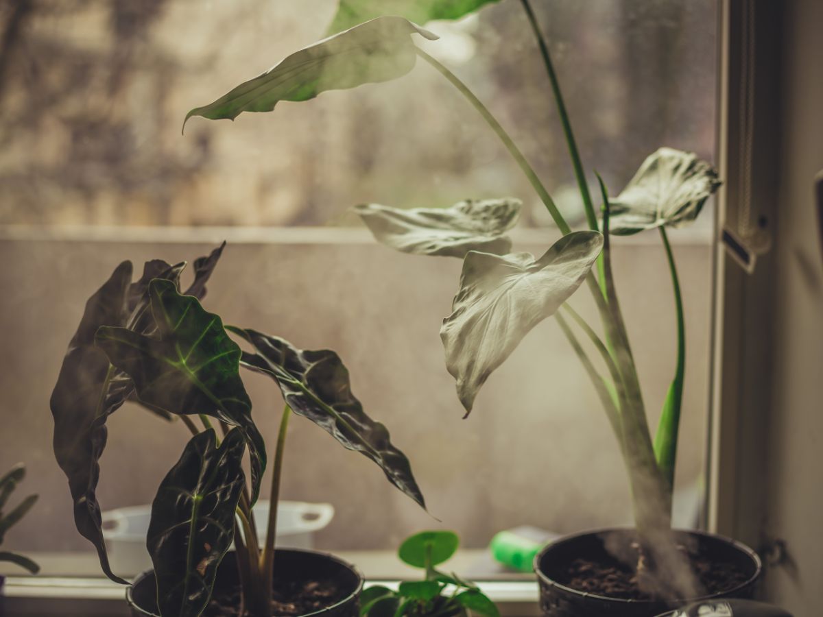 窗台上云雾缭氲的龙葵植物的惊人照片