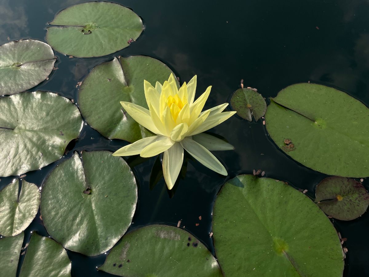 一朵黄色的阳光莲，生长在平静的池塘里