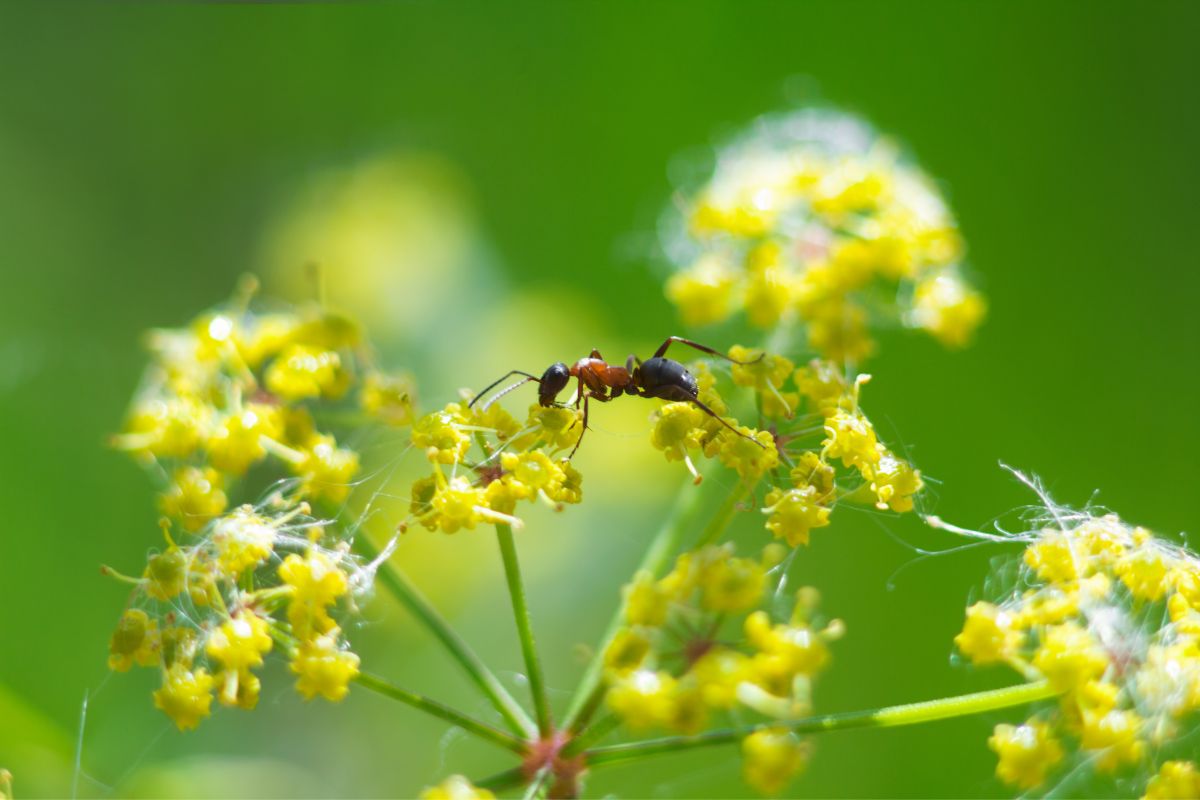 蚂蚁在花间爬来爬去。