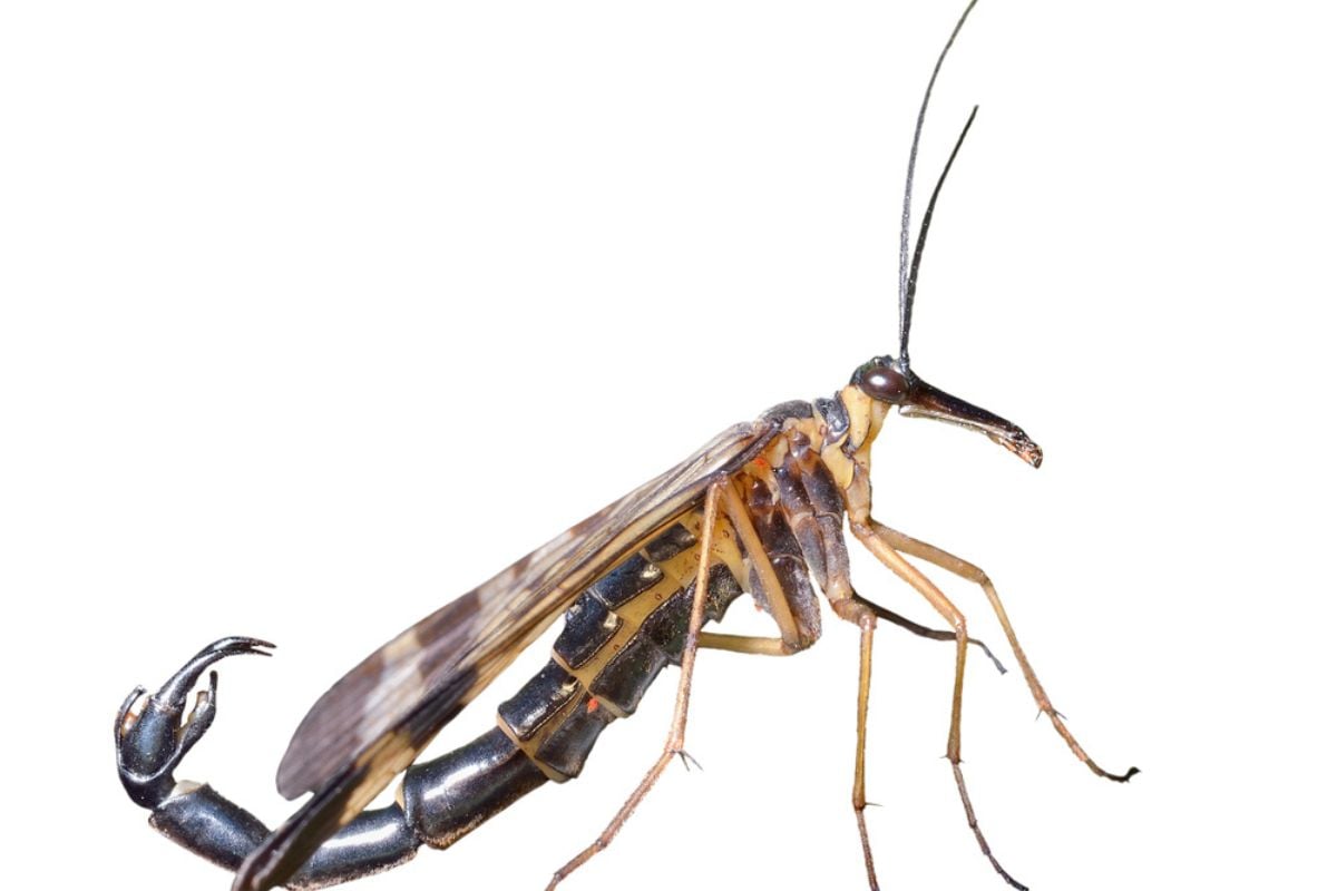 昆虫蝎子尾巴的特写。孤立在白色上。