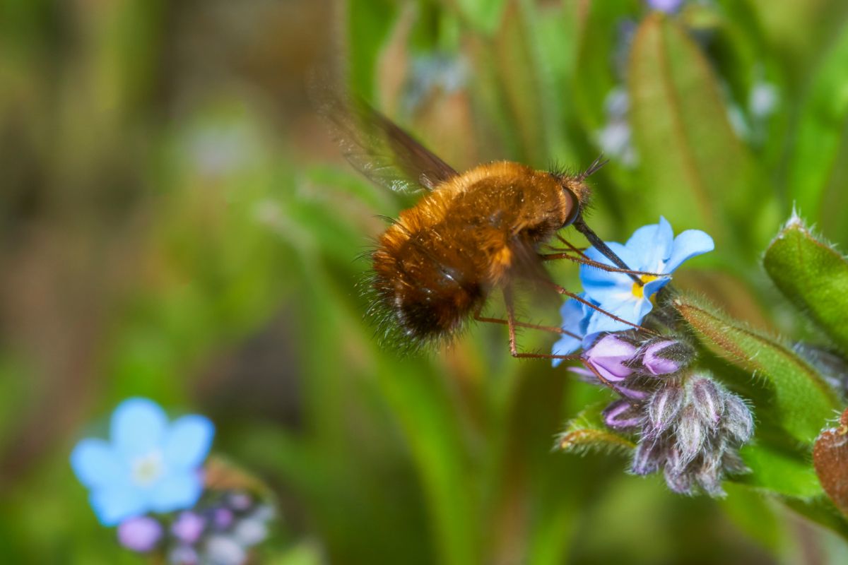 大蜜蜂飞在花上的肖像镜头。