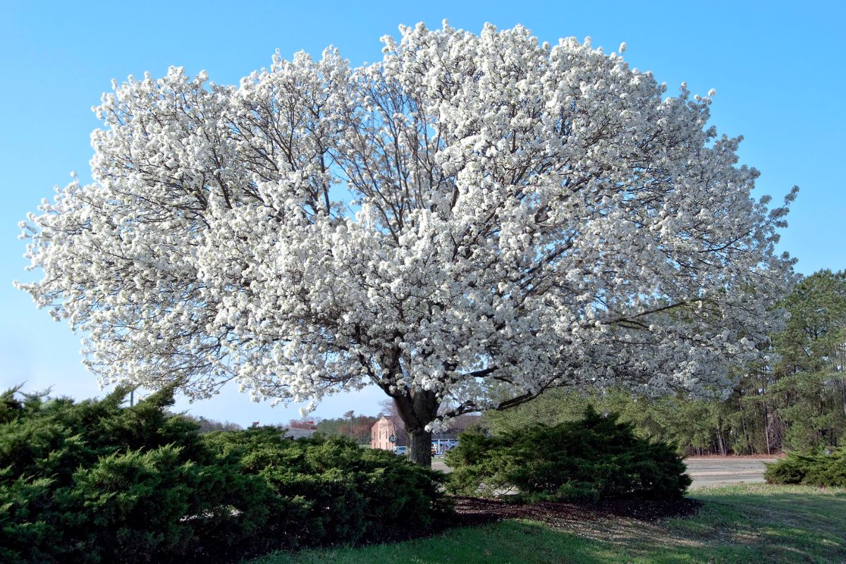 弗吉尼亚州南部的山茱萸树。