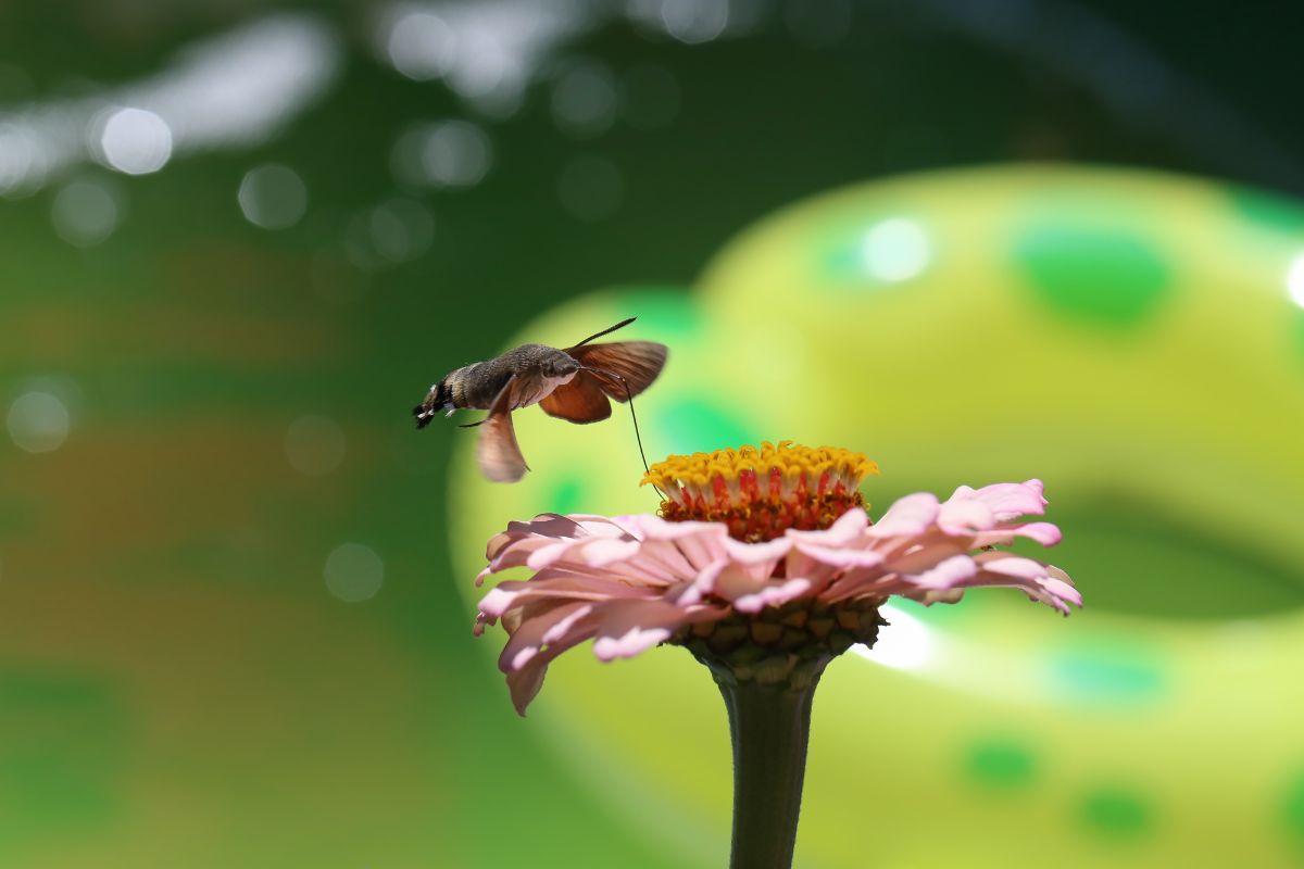 蜂鸟飞蛾坐在一朵花上。