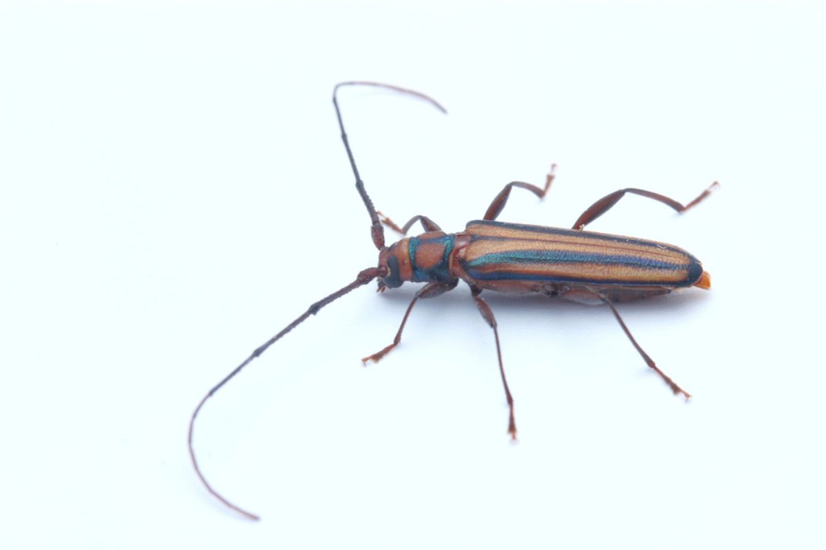 白色背景上分离的长角甲虫Xystrocera globosa特写。