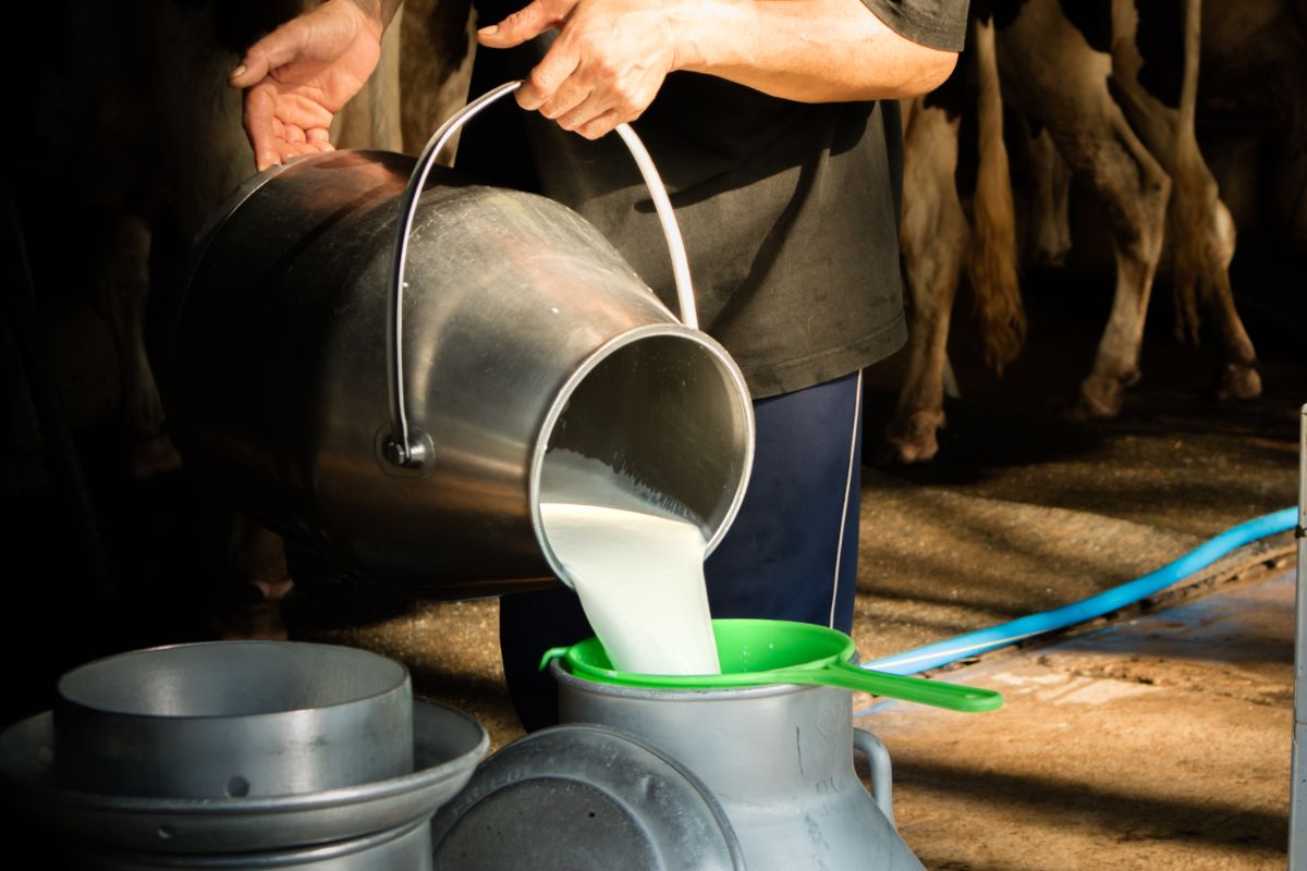 一个男人把新鲜的牛奶倒在一个偷来的容器上。