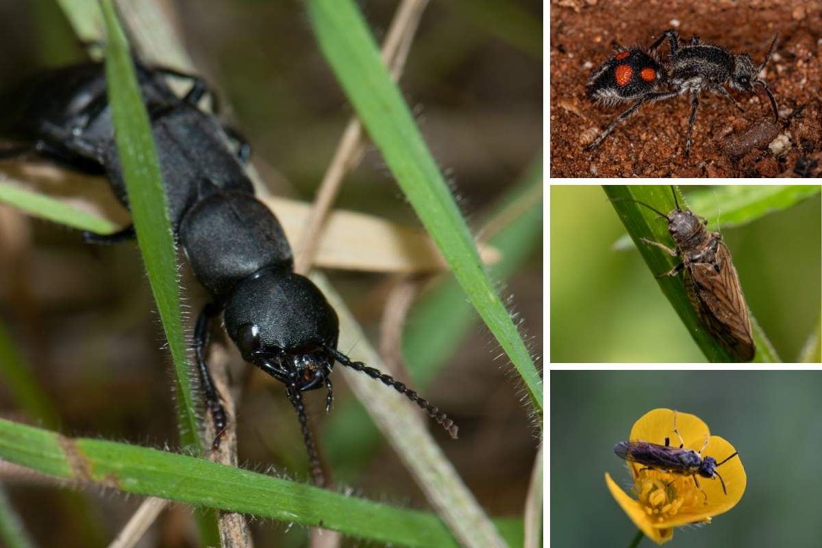 不同类型的虫子的照片拼贴，看起来像有翅膀的蚂蚁。