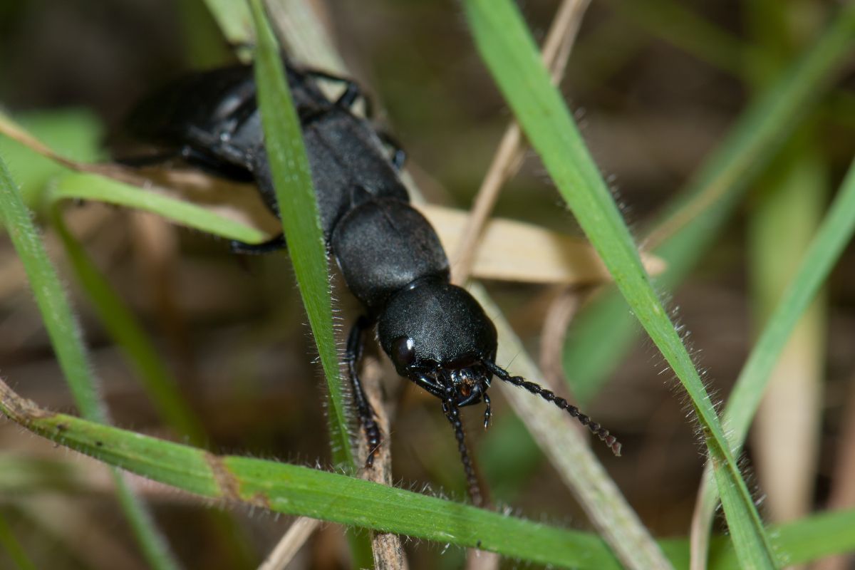 加那利群岛的魔鬼马车马甲虫。