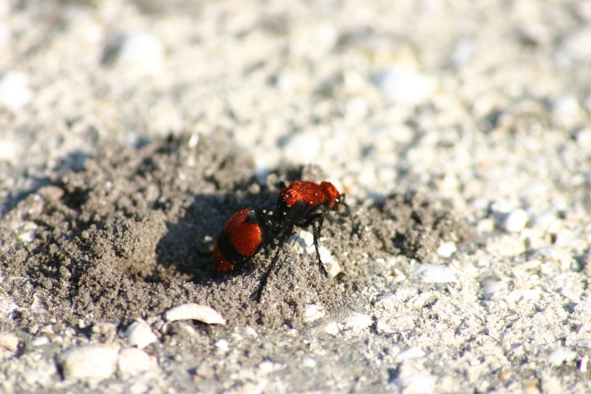 红丝绒蚂蚁刺得很痛。