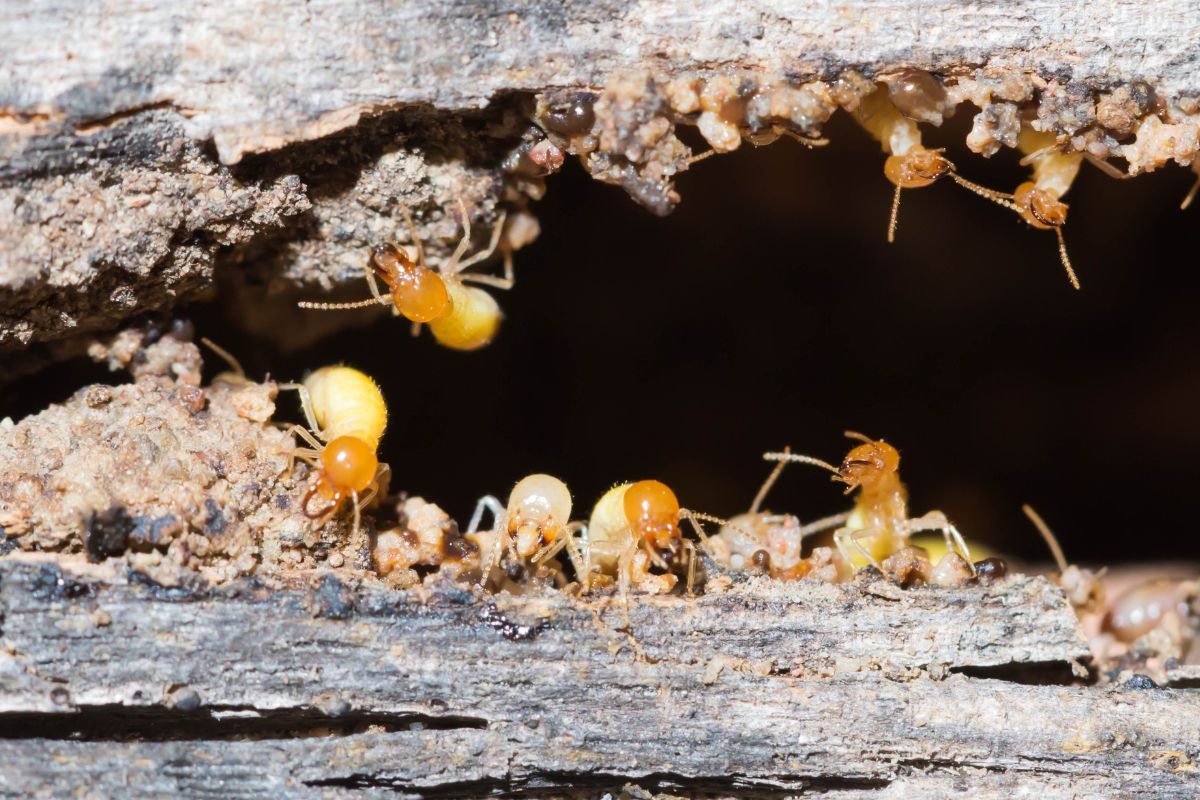 白蚁在木材上筑巢。