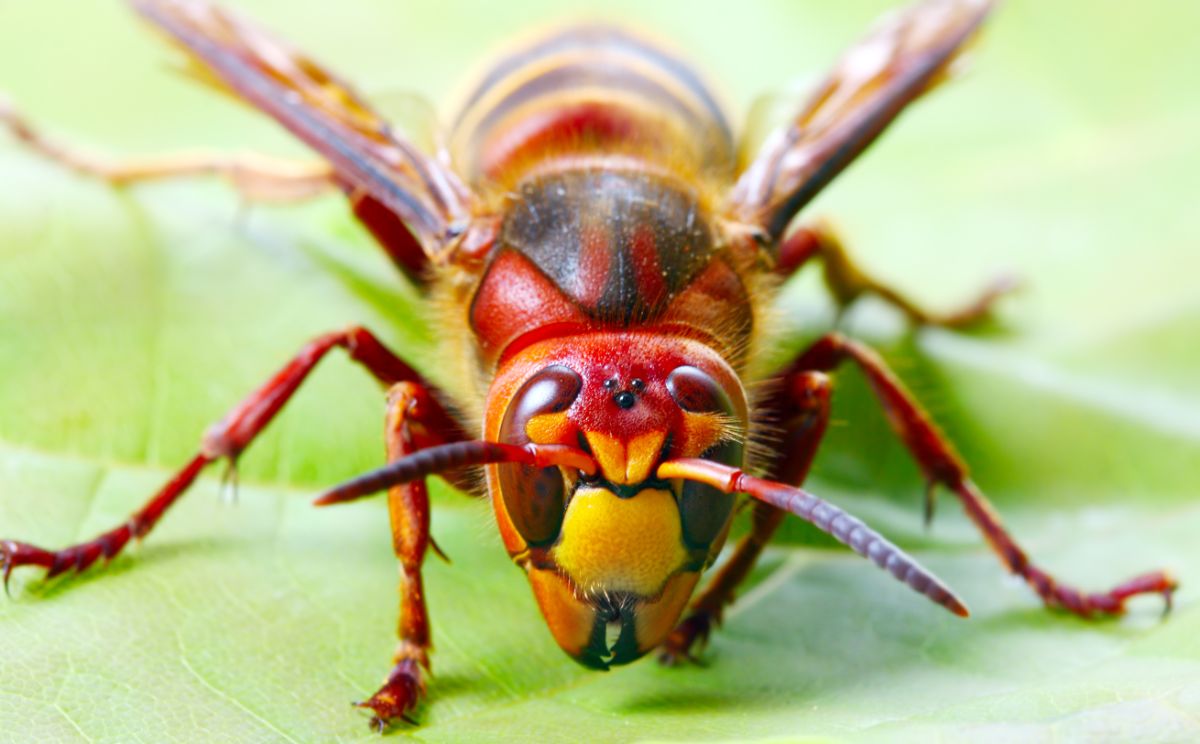一只欧洲大黄蜂坐在一片叶子上的特写图像