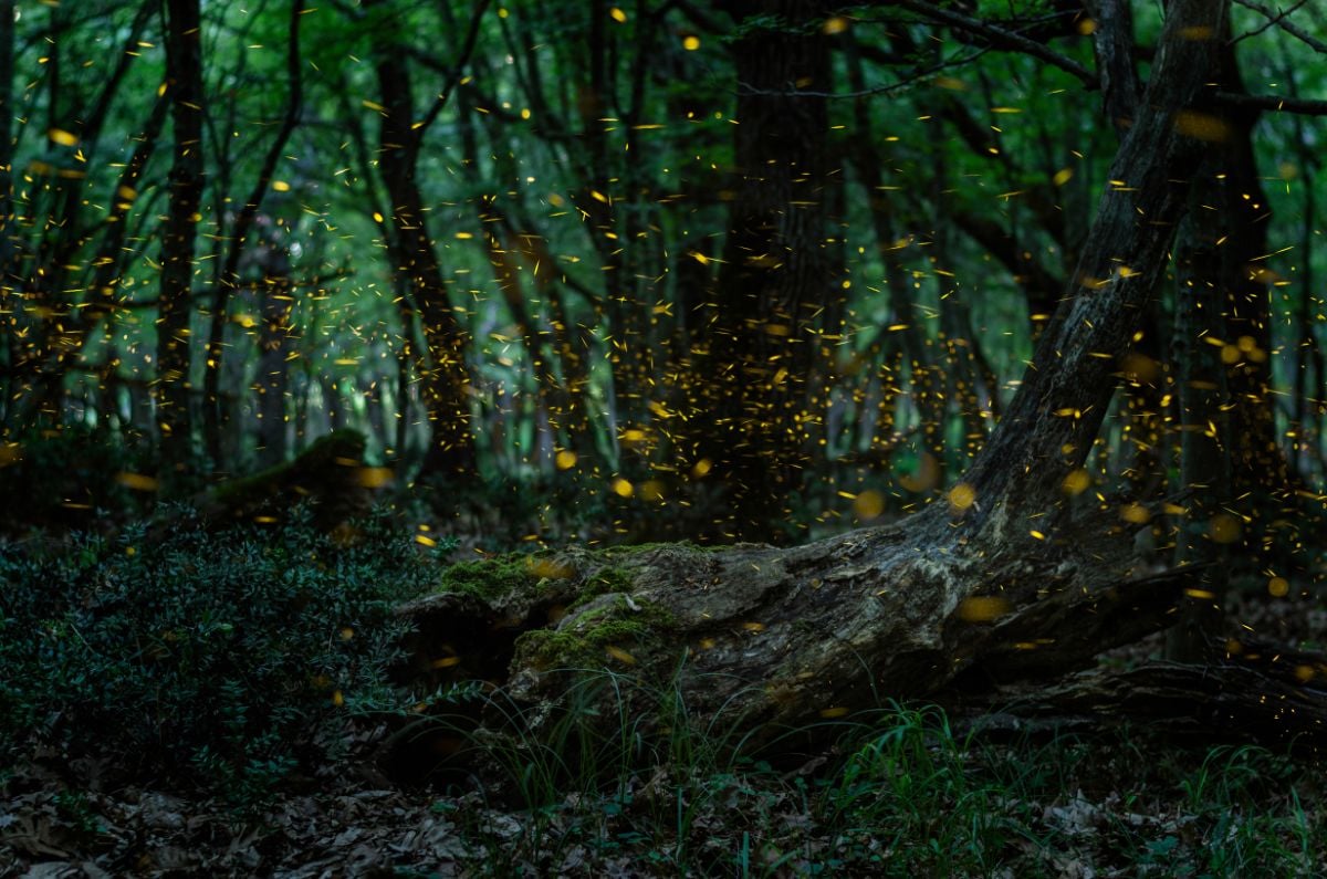 萤火虫照亮森林的美丽景象