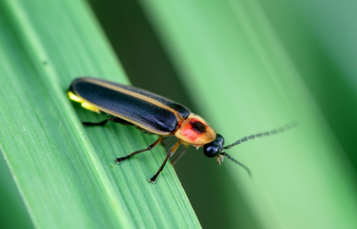 一只小萤火虫坐在一片明亮的绿叶上