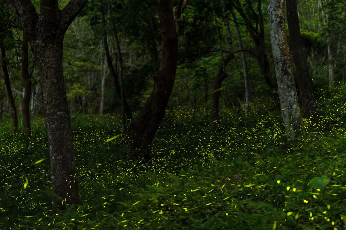 黑暗的森林充满了黄色的萤火虫的光
