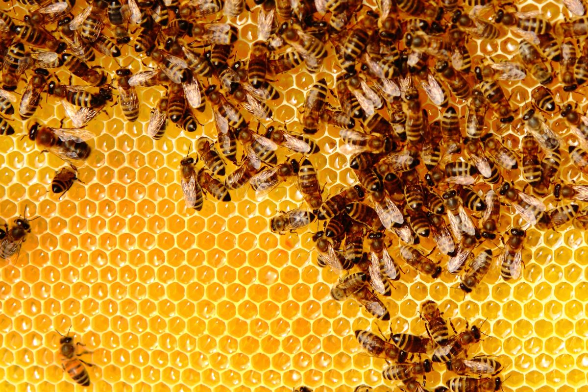 一群蜜蜂都在完美的蜂巢上工作