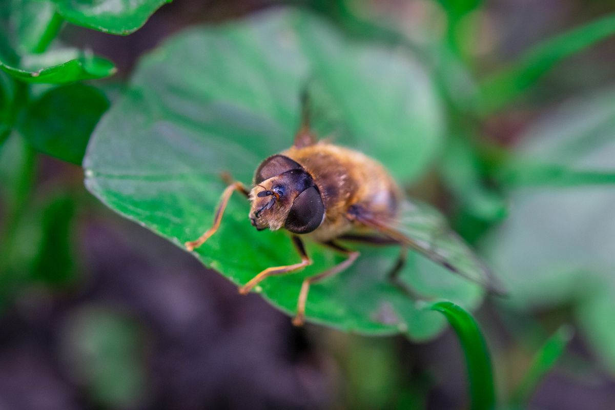 一只食蚜蝇落在一片绿叶上