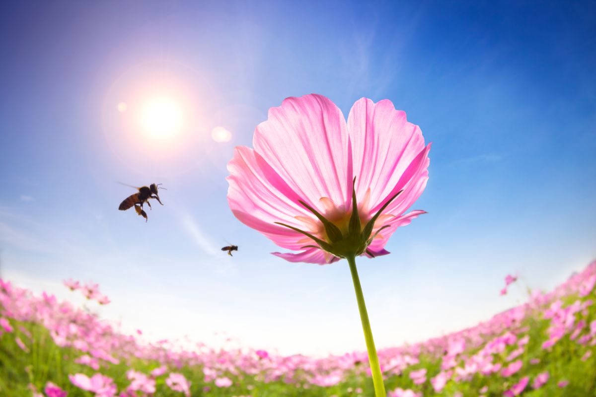 在一个阳光灿烂的日子里，一只蜜蜂在一朵粉红色的花上徜徉