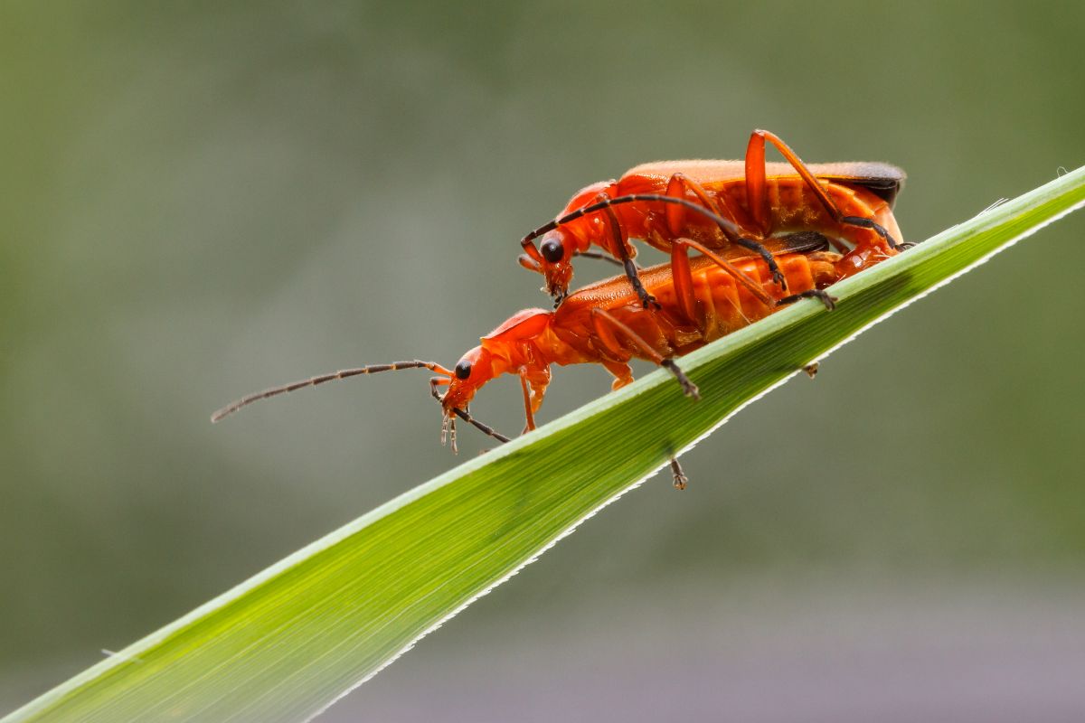 两只亮红色交配甲虫在一片叶子上