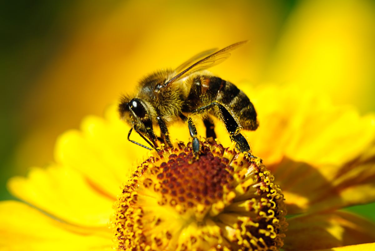 一只蜜蜂在黄花上采蜜