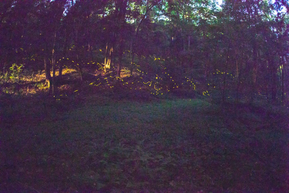 充满同步萤火虫的黑暗森林
