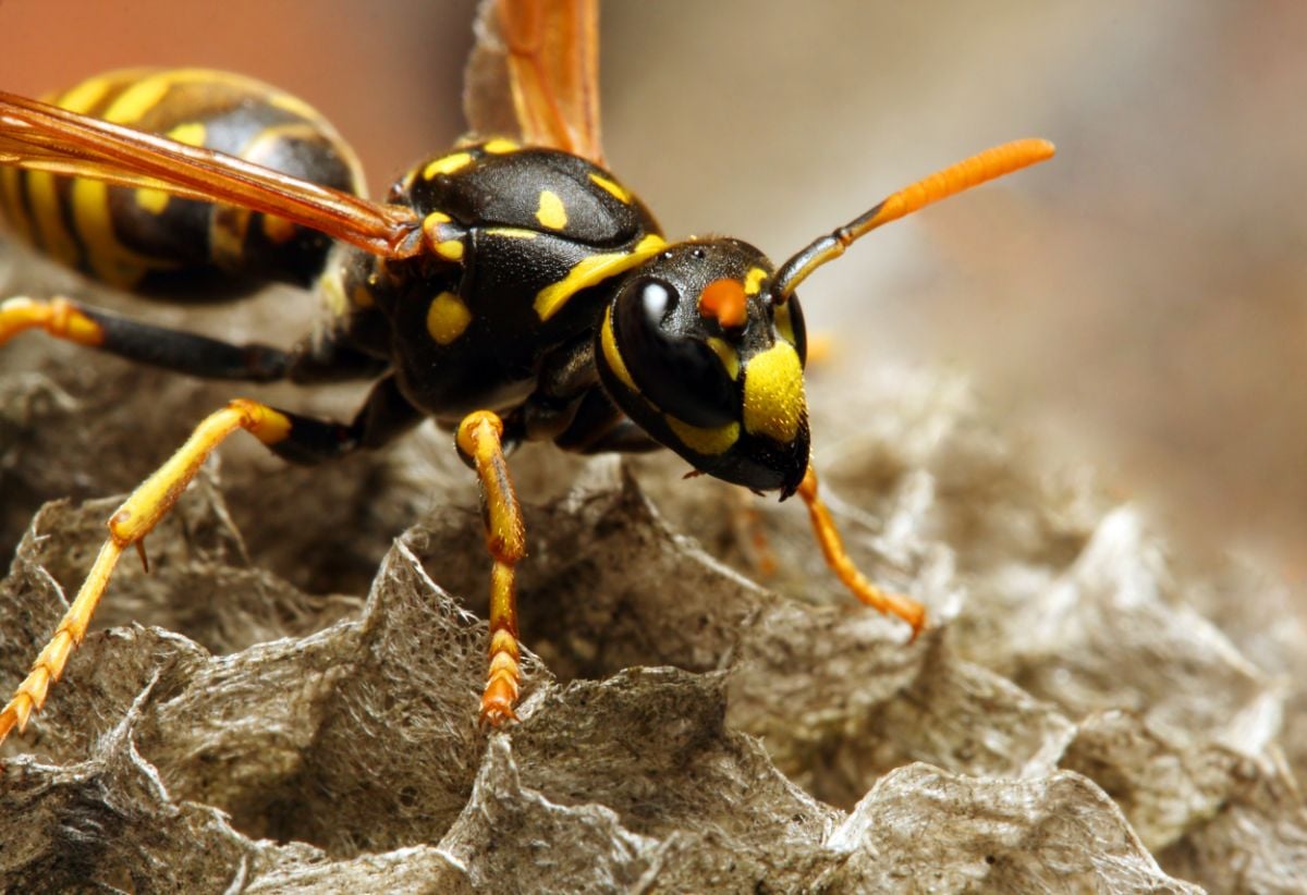 一只黄夹克黄蜂坐在它的巢上