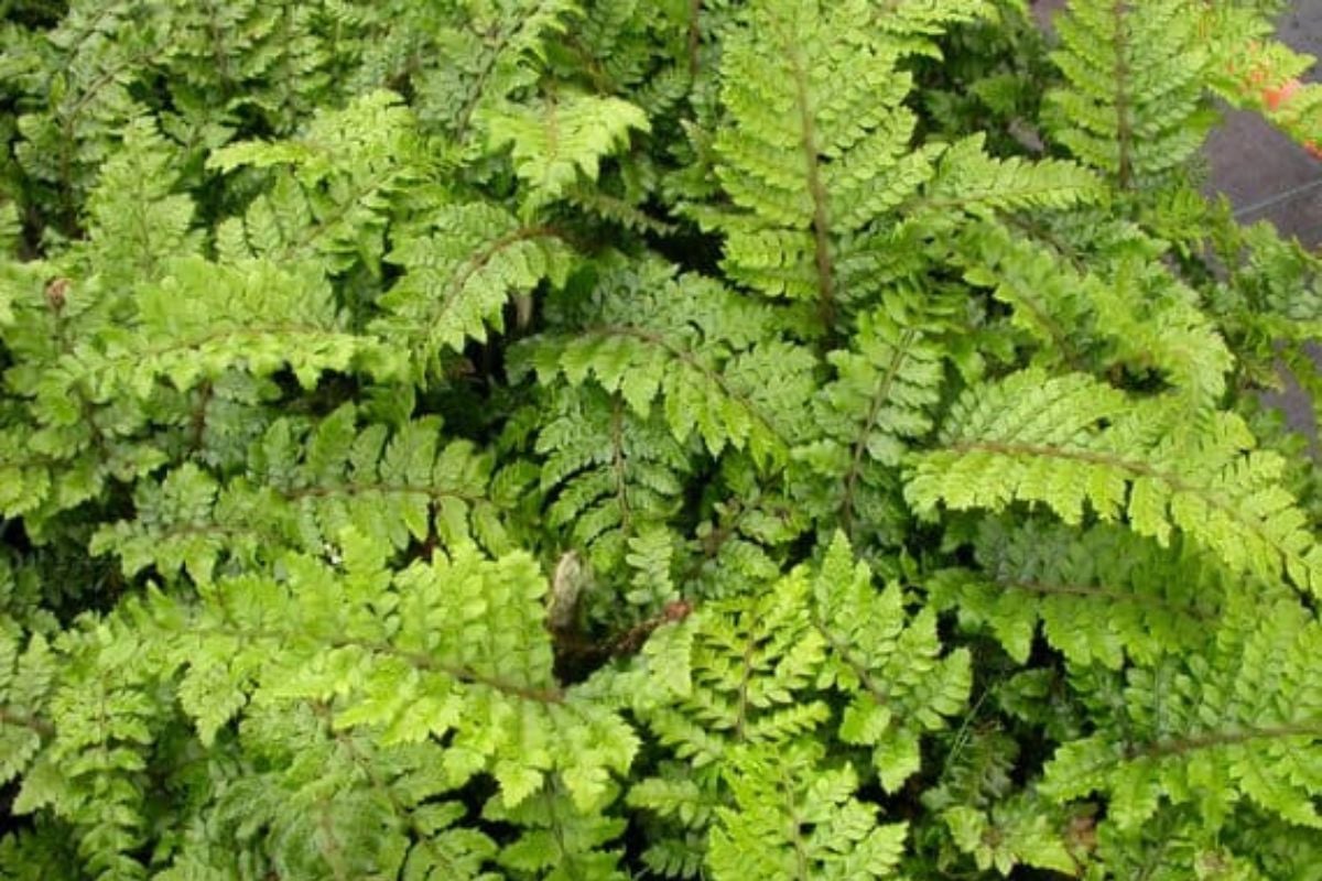 森林中的常绿蕨类植物。