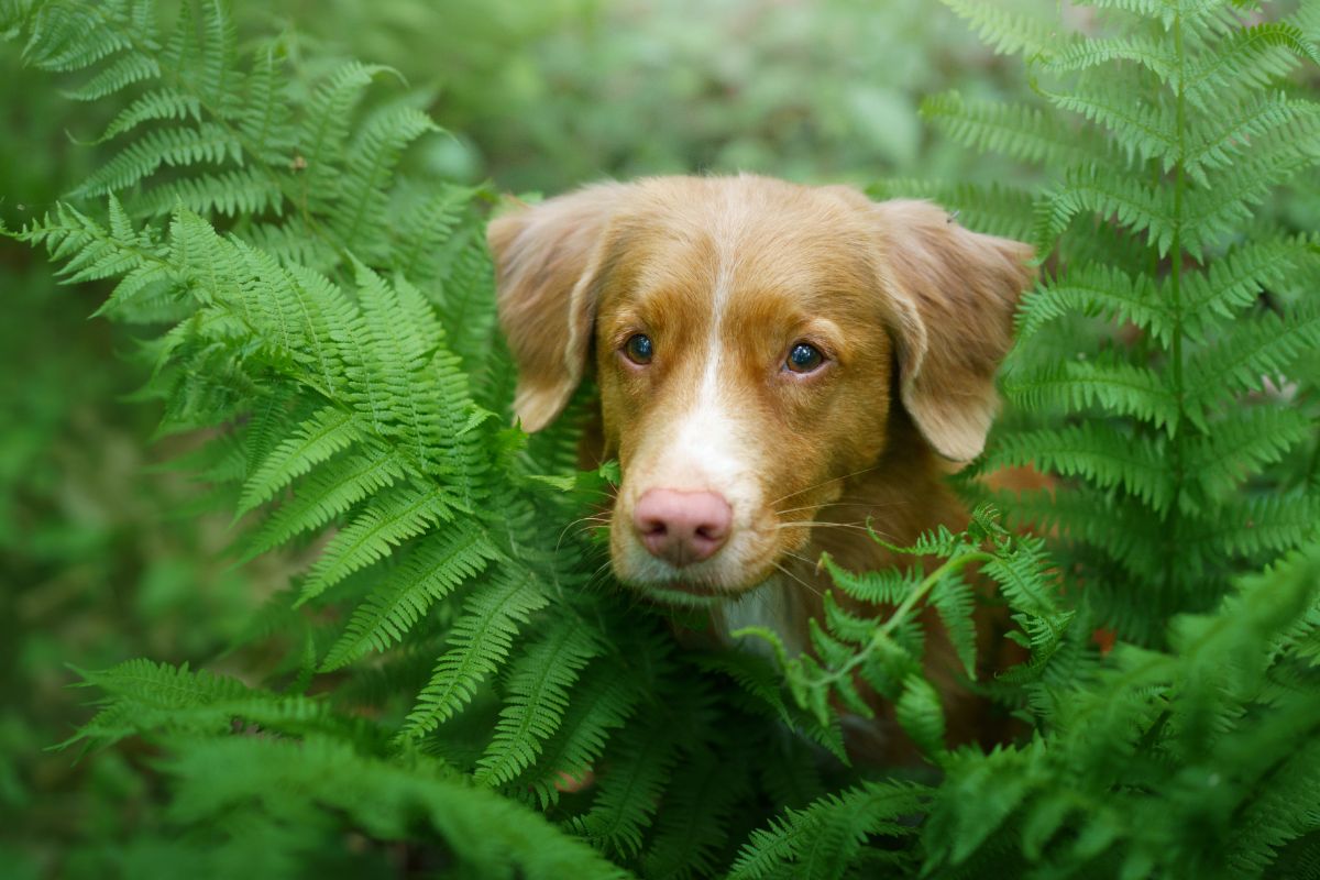 一张狗和森林里的蕨类植物的照片。