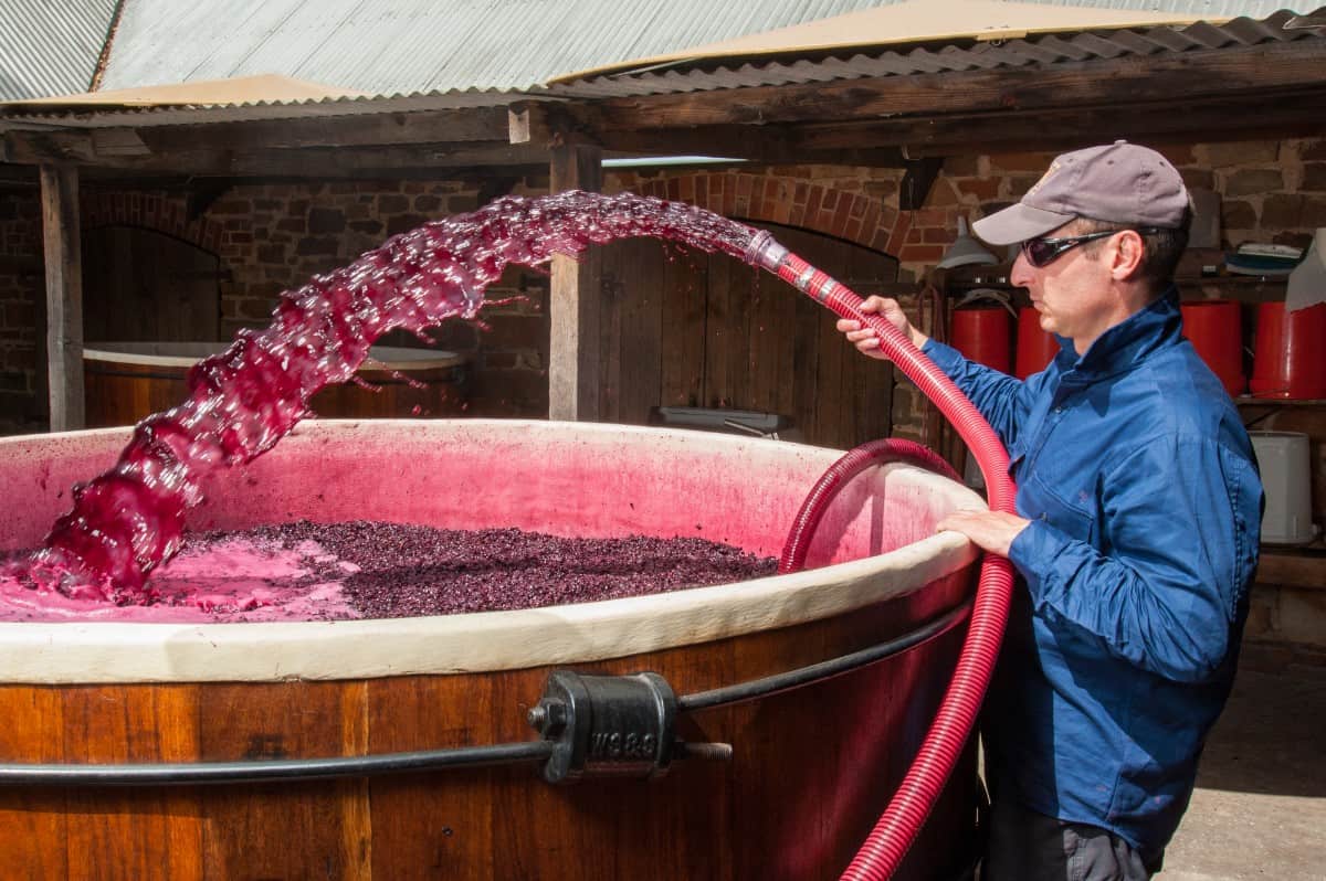 一名工人将正在发酵的红酒葡萄泵过。