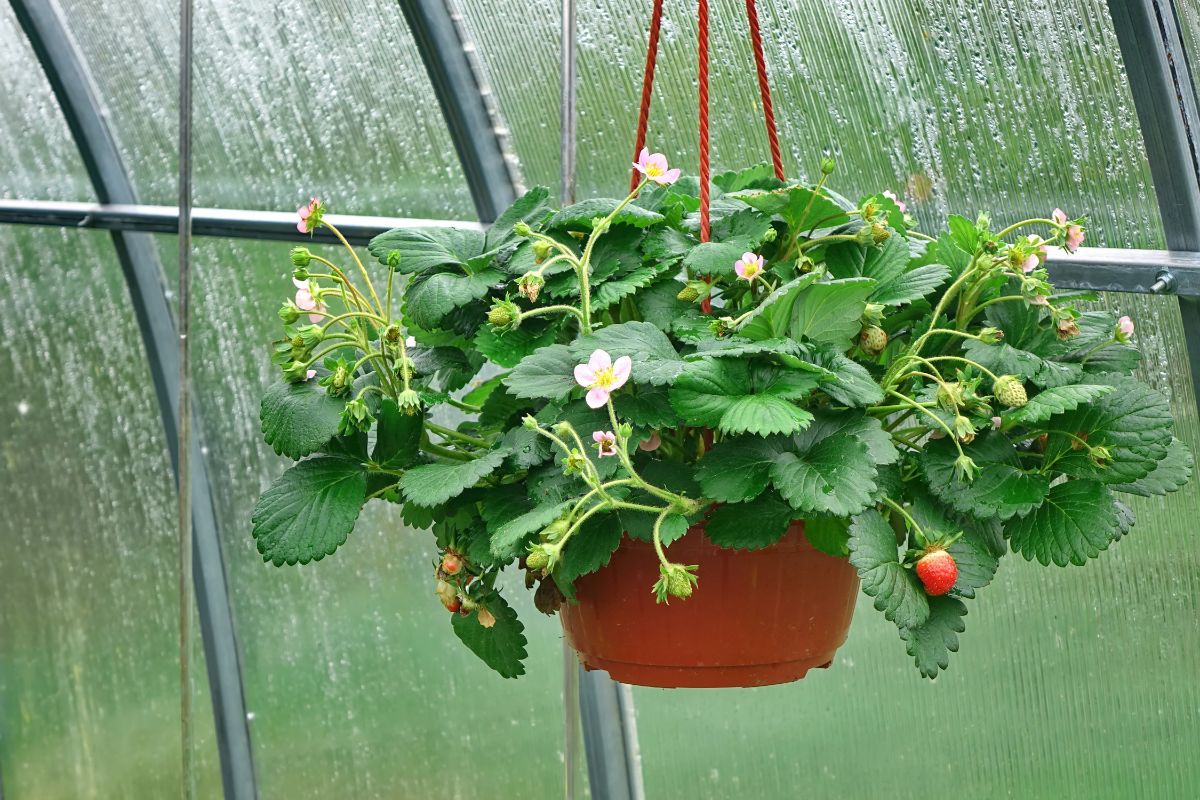 日光室内悬挂篮中健康的草莓植株
