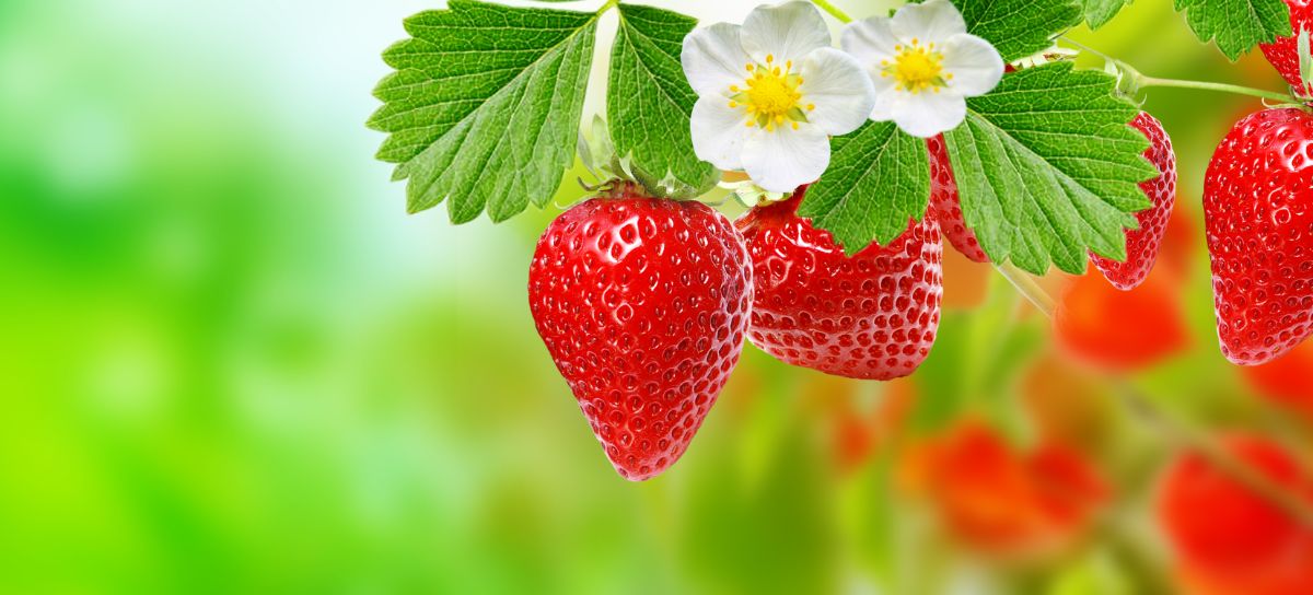 美丽的红色草莓果实挂在植物上