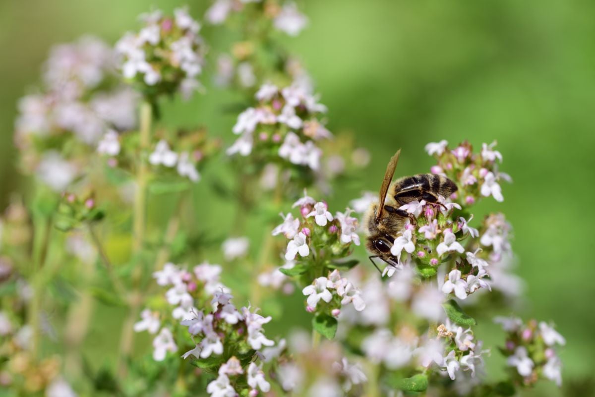 小蜜蜂正在观赏牛至植物的浅紫色花朵